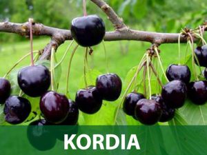 Kordia sadnice prodaja