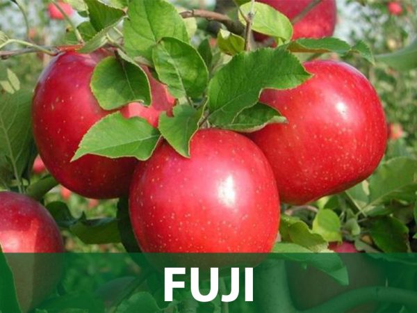 fuji jabuka sadnice prodaja