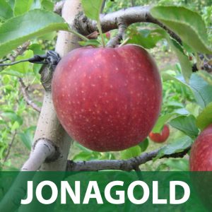jonagold jabuka sadnice prodaja