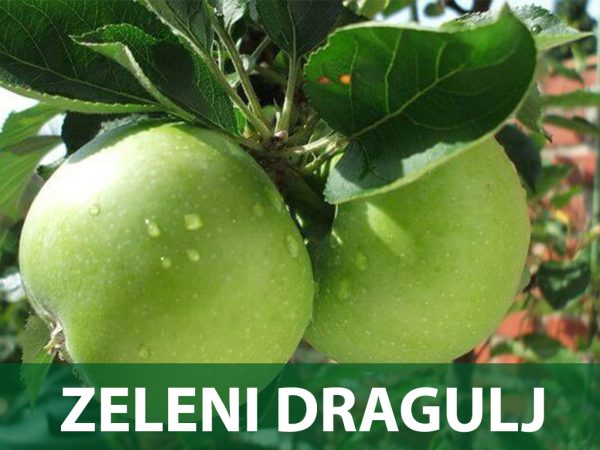 zeleni dragulj sadnice jabuka prodaja