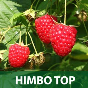 Himbo top sadnice malina