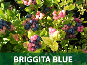 brigita-blue-sadnice